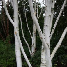 5038838006579 1 Betula Uti Jacquemontii 12l.jpg